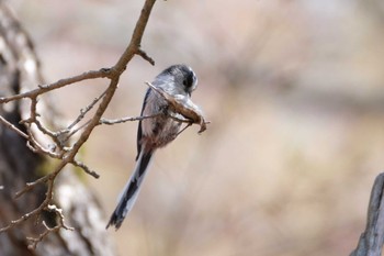 Long-tailed Tit 吉田口・馬返(富士山) Sun, 4/9/2023