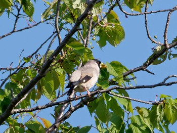 Japanese Grosbeak 横浜市立金沢自然公園 Sun, 4/9/2023