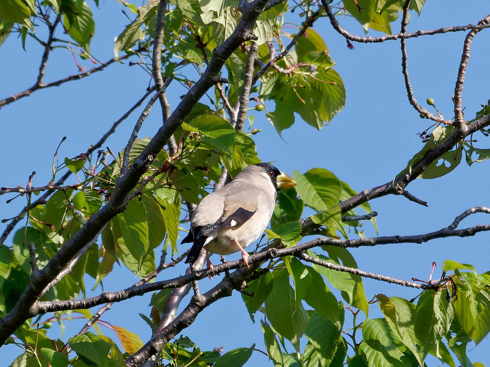 Japanese Grosbeak