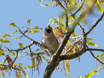 Hawfinch 横浜市立金沢自然公園 Sun, 4/9/2023