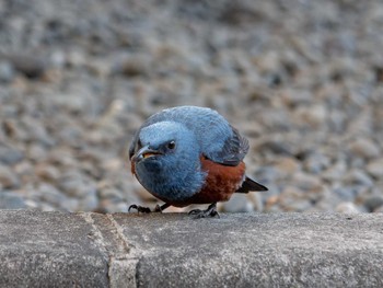 Blue Rock Thrush エントランス Sun, 4/9/2023