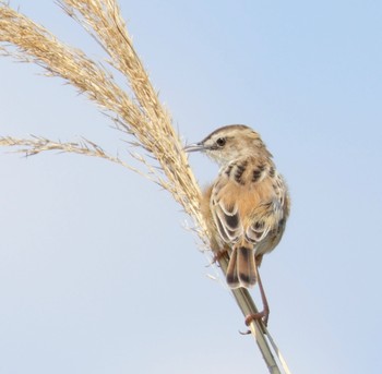 Zitting Cisticola 淀川河川公園 Sun, 4/9/2023