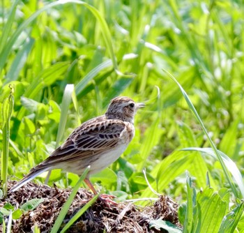 ヒバリ 淀川河川公園 2023年4月9日(日)