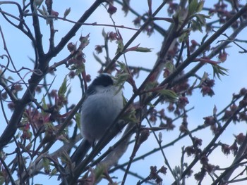 2023年4月9日(日) 群馬県みどり市東町沢入の野鳥観察記録