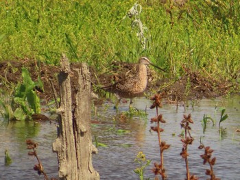 2023年4月9日(日) 伊佐沼の野鳥観察記録