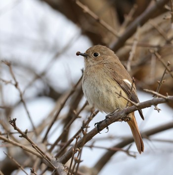 Daurian Redstart Osaka Tsurumi Ryokuchi Sun, 3/5/2023