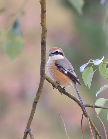 Bull-headed Shrike Osaka Tsurumi Ryokuchi Sun, 3/5/2023