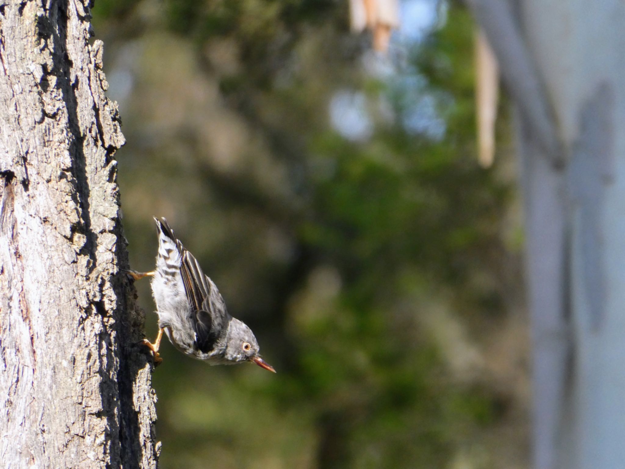 Windsor Downs Nature Reserve, NSW, Australia オーストラリアゴジュウカラの写真 by Maki