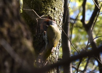 アオゲラ 秋ヶ瀬公園 2023年4月9日(日)