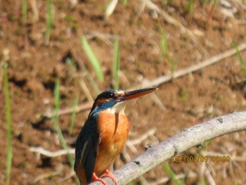 Common Kingfisher ギャザリアビオガーデン　フジクラ木場千年の森 Sun, 4/9/2023