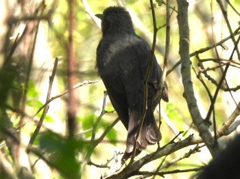 Sun, 4/9/2023 Birding report at 埼玉県さいたま市