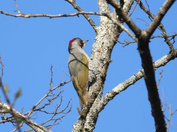 Sun, 4/9/2023 Birding report at 軽井沢町