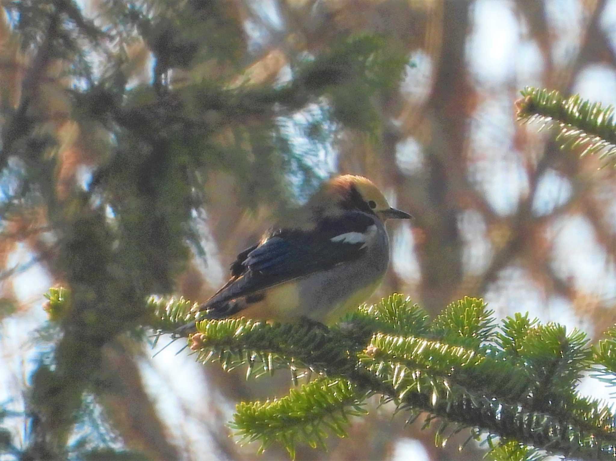 Chestnut-cheeked Starling