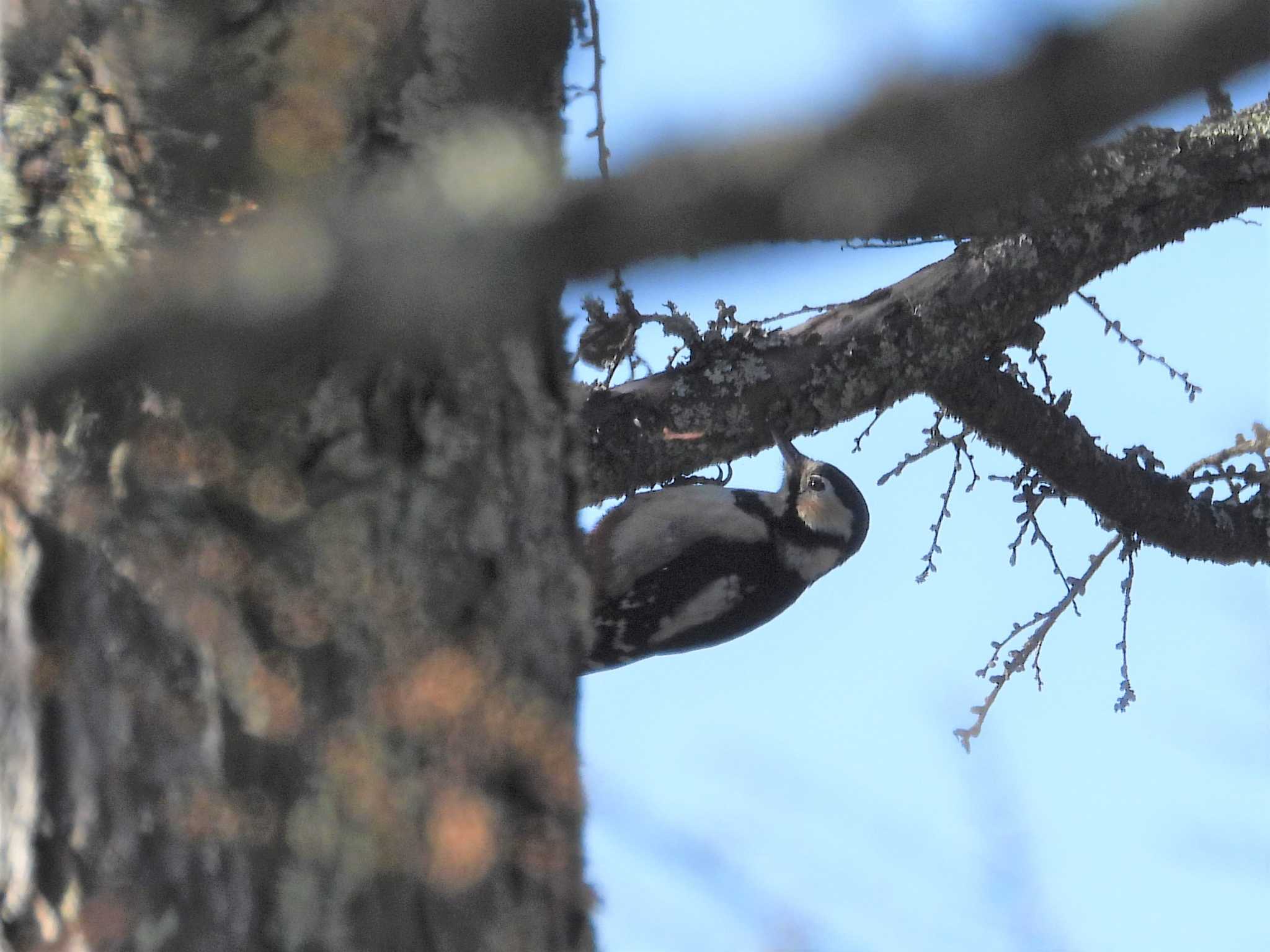 Great Spotted Woodpecker