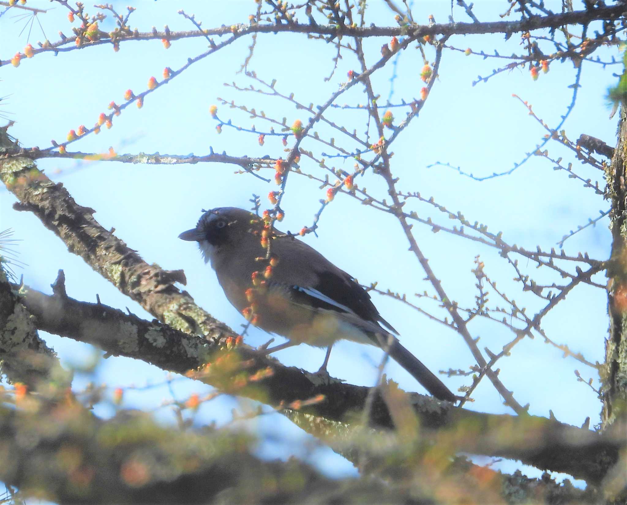 Eurasian Jay