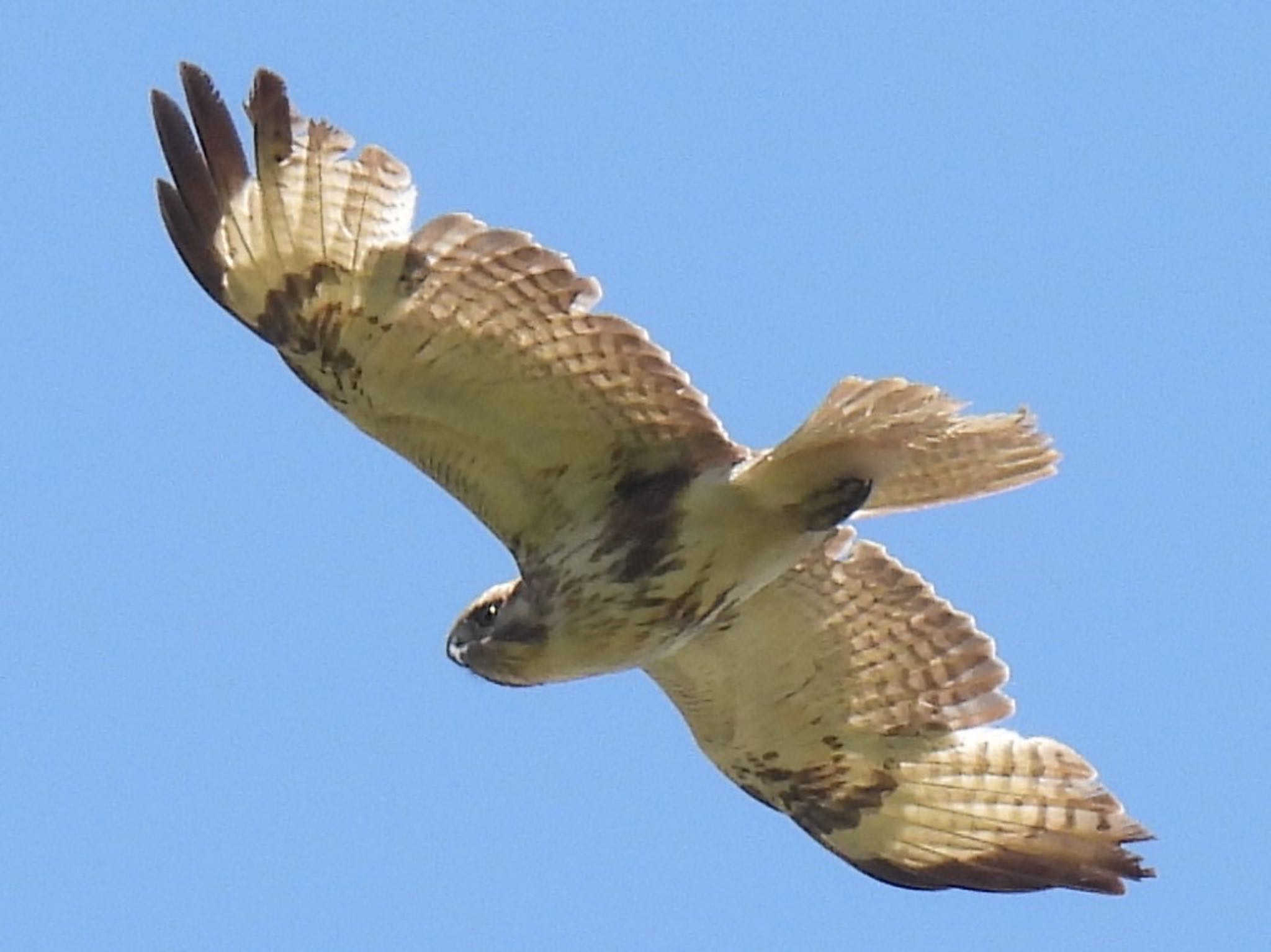 Eastern Buzzard