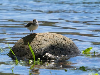 Common Sandpiper 川原大池 Sat, 4/8/2023