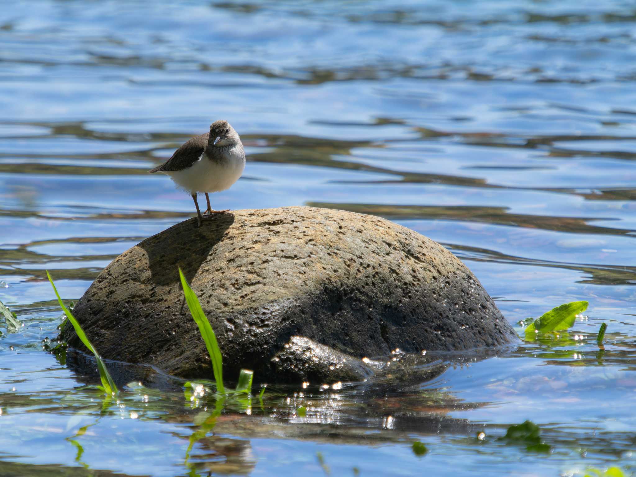 Common Sandpiper