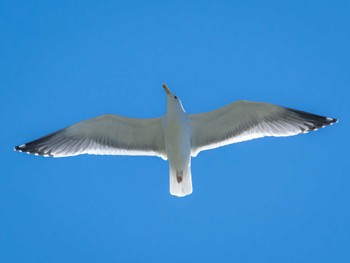 Vega Gull 川原大池 Sun, 4/9/2023