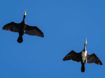 Great Cormorant 川原大池 Sun, 4/9/2023