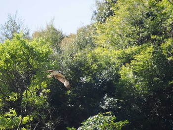 Osprey 桶ケ谷沼 Sun, 4/9/2023