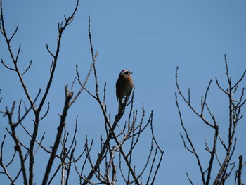 Meadow Bunting 桶ケ谷沼 Sun, 4/9/2023