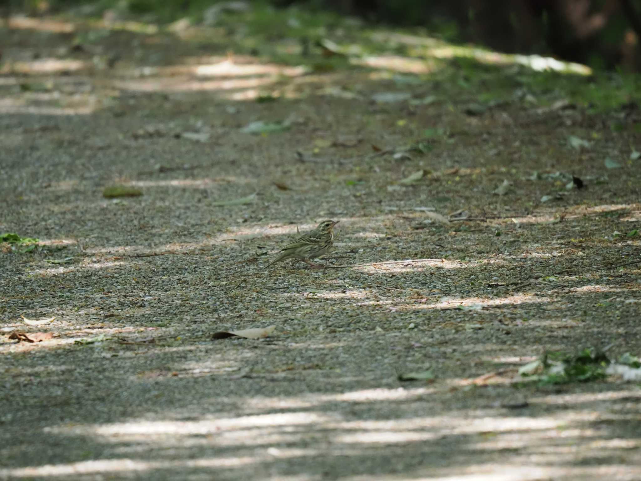 エコパスタジアム遊歩道 ビンズイの写真