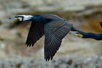 カワウ 青葉山公園 2023年4月9日(日)