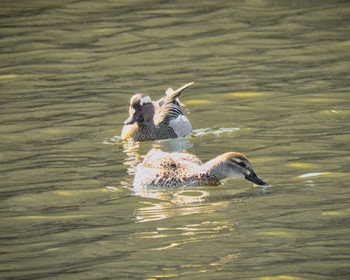 Garganey 京都府 Sun, 4/9/2023