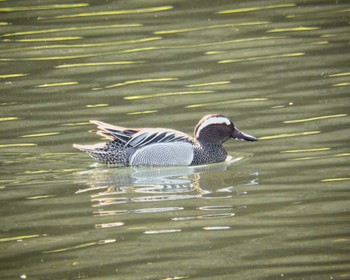 Garganey 京都府 Sun, 4/9/2023