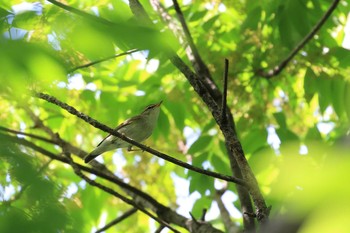 Sun, 5/27/2018 Birding report at Osaka castle park