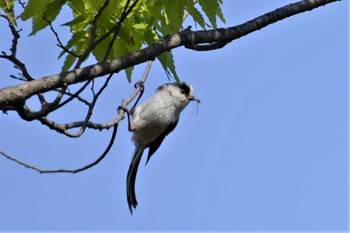 Sun, 4/9/2023 Birding report at 大阪府