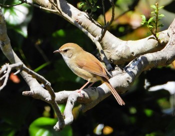 Japanese Bush Warbler Showa Kinen Park Sun, 4/9/2023