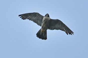 ハヤブサ 青葉山公園 2023年4月9日(日)