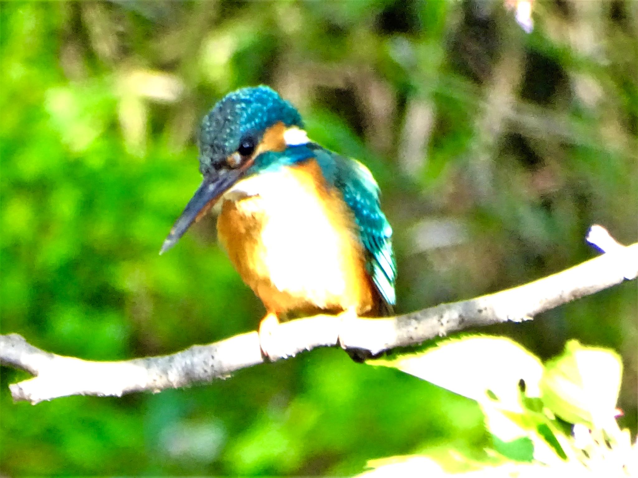 舞岡公園 カワセミの写真