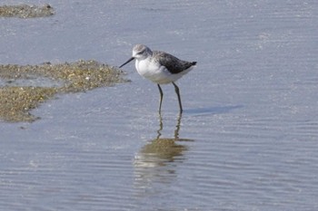 Marsh Sandpiper Osaka Nanko Bird Sanctuary Sun, 4/9/2023