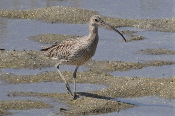 2023年4月9日(日) 大阪南港野鳥園の野鳥観察記録