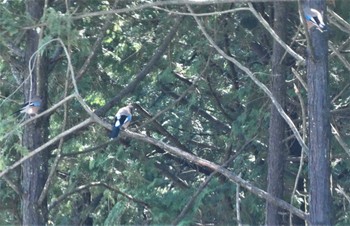 2023年4月8日(土) 丸火自然公園の野鳥観察記録