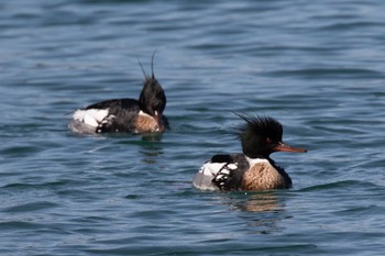 2023年4月9日(日) 山口県の野鳥観察記録