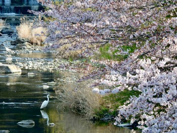 ダイサギ 萩谷総合公園 2022年4月7日(木)