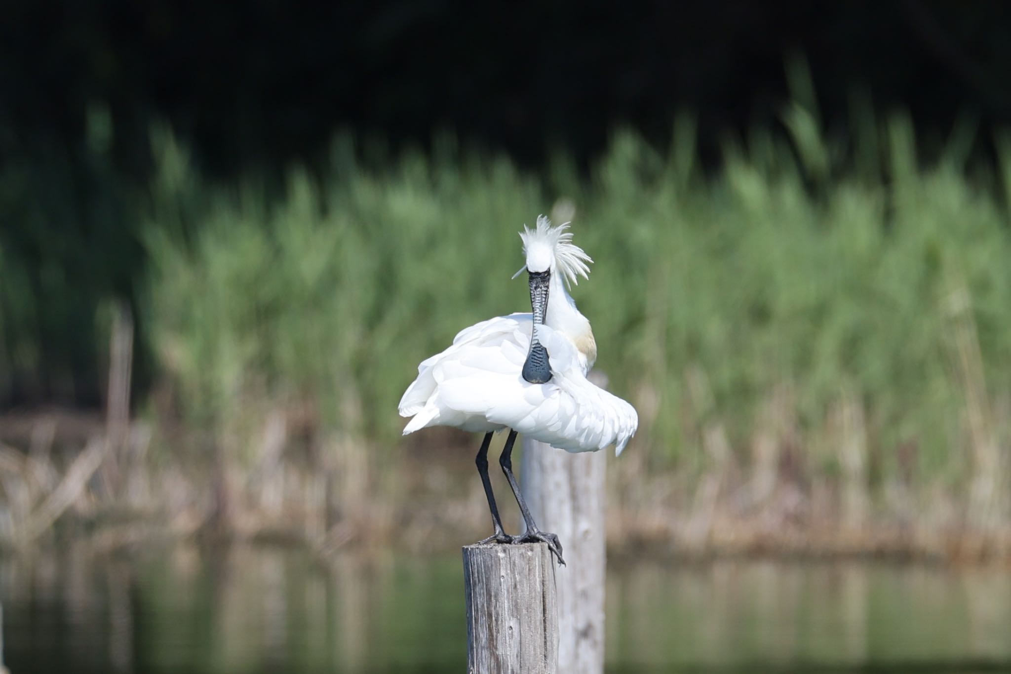 成鳥です