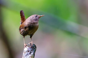 Eurasian Wren 埼玉県 Thu, 4/6/2023