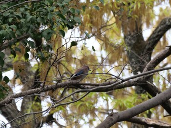 Eurasian Jay 埼玉県 Wed, 4/5/2023