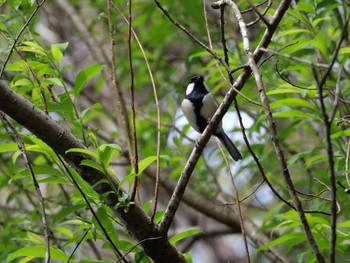 Japanese Tit 埼玉県 Wed, 4/5/2023