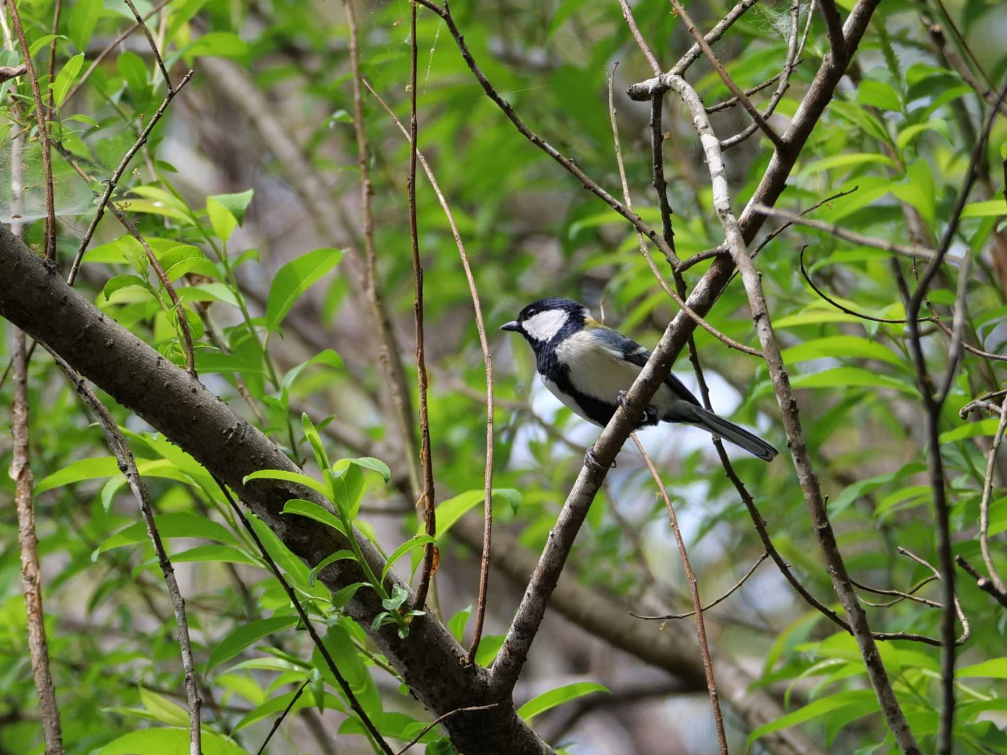 シジュウカラ、遠くにカケス。 by little birds