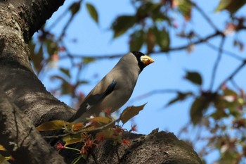 2023年4月1日(土) こども自然公園 (大池公園/横浜市)の野鳥観察記録