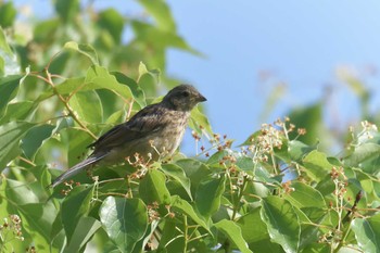 ホオジロ 滋賀県希望が丘文化公園 2018年5月27日(日)