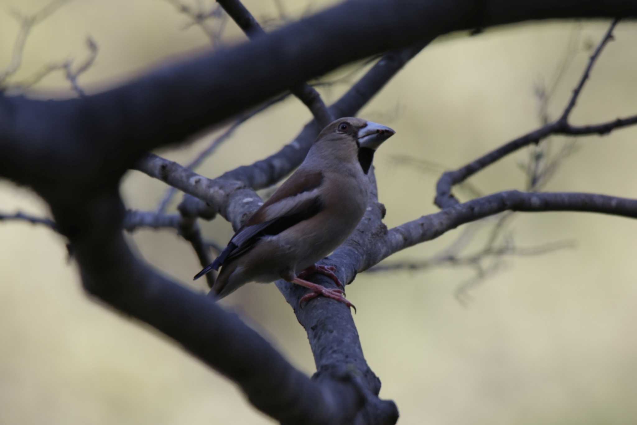 Photo of Hawfinch at 山田池公園 by KAZUSAN