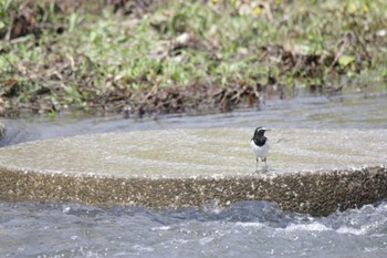 セグロセキレイ 芥川 2023年4月9日(日)