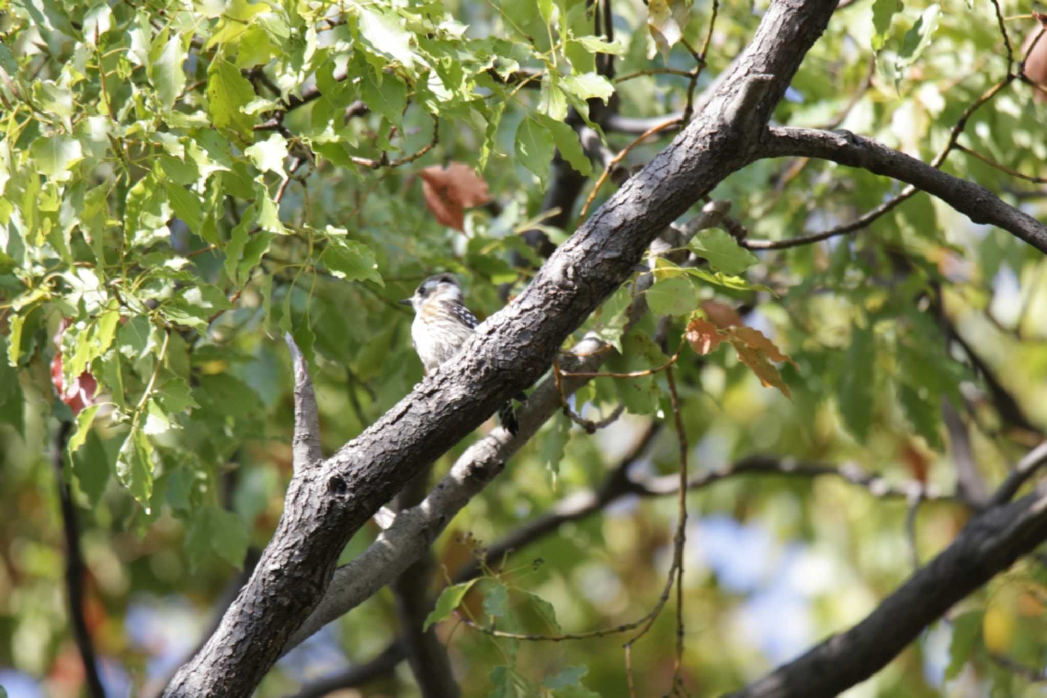 Photo of Japanese Pygmy Woodpecker at 山田池公園 by KAZUSAN